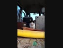 僕の家を奪わないで僕はどこで暮らせばいいの？#Shorts【野良猫】【感動猫】