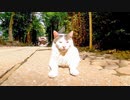神社の猫ちゃん参道の警備交代の時間です