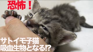 恐怖！サトイモ子猫、吸血生物になる