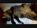 休日のおっさん猫