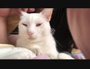 一緒に布団に入る猫