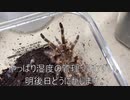[歯が痛い]タランチュラ飼育日記その３１５[へるぷみー］