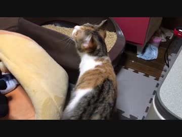 人気の しゃべる猫 動画 37本 ニコニコ動画