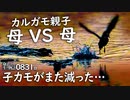 0831B【カルガモ親子 雛を守る戦い】カワセミ飛び込み。性格の違う母。減った雛。オナガVSカラスも異種仲良し。カワウ頂点。アカミミガメの黄色い黒化個体　#身近な生き物語　#カルガモ親子　#カワセミ