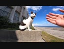 猫島では廃校を利用し猫達が幸せに暮らしている