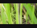 モフモフ♥生まれたばかりのカルガモ