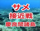 突進してくるサメ！　ヒメジ、ノコギリダイ群れ