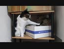 地上げをするはなちゃん
