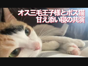 ボス猫とオス三毛王子様猫、それぞれの甘ったれ添い寝