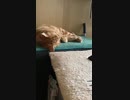 すやにゃん(コタロウ)short あしに注目！