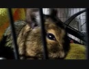 ｛デグー動画｝デグーとの想い出