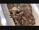 [酔いすぎて]タランチュラ飼育日記その３１６[動画上げ忘れました］