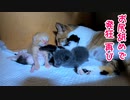 赤ちゃん猫は本当に耳が聴こえてるか検証していたら…【生後10日目-6 五匹の子猫】毛繕い痛くて発狂 / 第一子、軽く下敷きに