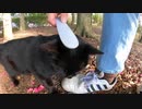 公園の真っ黒な野良猫と遊んだら噛みつかれた