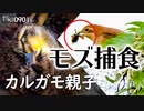 0901B【カルガモ親子/小さな猛禽モズ捕食】食べられる甲虫。カモ家族は3組、成長した雛鳥かわいい。ハクセキレイの縄張り争い。ヒヨドリ巣立ち幼鳥。野鳥撮影　#身近な生き物語　#カルガモ親子　#モズ