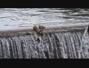 滝を流れ落ちるカモの赤ちゃん