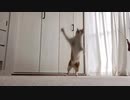 【猫が遊ぶ姿がかわいい動画】ｼｭﾊﾞﾊﾞ!ぴょーん！