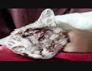 傷付いて骨まで見えた野良猫が幸せになるまでの軌跡