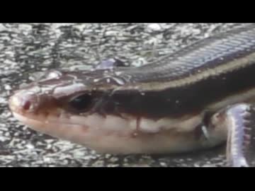 ニホントカゲを飽きても眺める　その8
