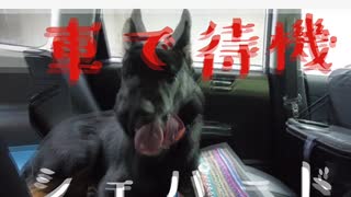 シェパード、車に慣れてね♪