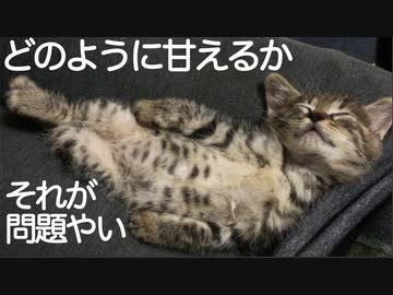 甘えたがり次男坊猫、甘えの型を探求する