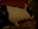 自分のペット動画：ミニウサギPart1