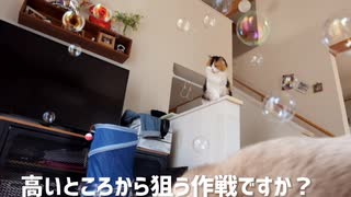 猫用シャボン玉であそんでみた