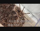 [泥酔太郎]タランチュラ飼育日記その３１７[今日も今日とて］