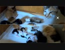 赤ちゃん猫に一生懸命すぎて涙が出る母猫【生後10日目-7 子猫への授乳】