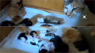 赤ちゃん猫に一生懸命すぎて涙が出る母猫【生後10日目-7 子猫への授乳】