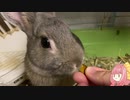 【ウサギ】うさしゃくざつだん【琴葉茜】