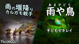 0902B【カルガモ親子 段差を流される】ハクセキレイの雨宿り。カラス捕食。サギ科の防水処理。夏の終りの雨ツバメ。鶴見川水系恩田川でコンデジ野鳥撮影　＃身近な生き物語　＃カルガモ親子　＃ハクセキレイ