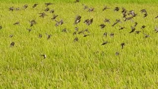 稲から飛び立つスズメ