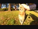 この人懐っこい野良猫が外で暮らさなきゃいけないなんて・・・【野良猫】【感動猫】