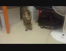 拾いねこ＠生後3373/3340日目　楽屋から登場な月音さん。