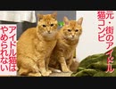 住宅街のアイドル猫、引退後もアイドル(猫)はやめられない