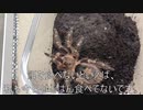 [お腹空いた]タランチュラ飼育日記その３１８[お前もかよ］
