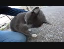 フェリー乗り場の駐車場で暮らす猫達