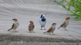 野鳥戦隊セキレンジャー