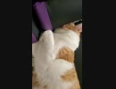 頭をゲーミングチェアにガン付けして寝る猫