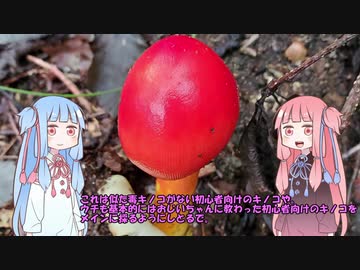 初心者ドライバー葵、走る「とある林道～キノコ狩り」