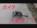カメラに写りたがる猫 (=͟͟͞͞( °ω°)ﾉﾊﾟｼｬﾘ