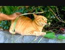 植込みの中にいた野良猫を撫でると喜んでスリスリしてカワイイ