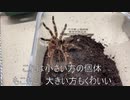 [体調不良]タランチュラ飼育日記その３１９[蜘蛛ではなく私］