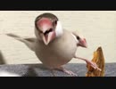 文鳥がキャルキャル怒りながら柿を食べる動画