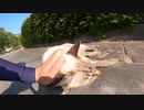 公園の野良猫が人間に心を許す動画【野良猫】【感動猫】