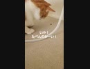 クモを拾い食い！美味しいのかと思いきや
