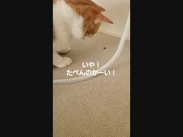 クモを拾い食い！美味しいのかと思いきや