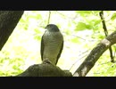 猛禽類ツミの鳴き声。獲物を狩ったメス