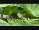 あまや鳥